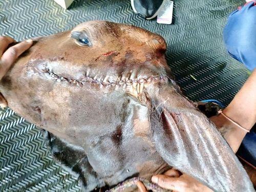 Treatment given to injured Gaumata