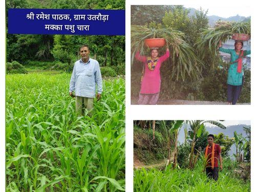 Free fodder seed provided to cattle farmers