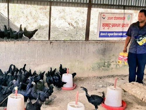 Livestock farmers are earning good income from Kadaknath chicken farm
