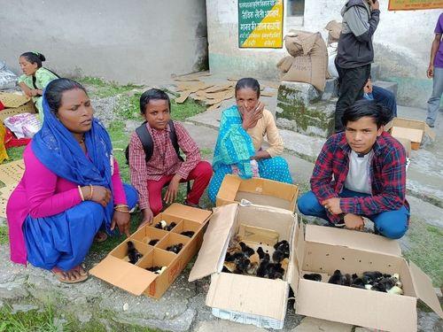 50 chicks were distributed to the beneficiaries