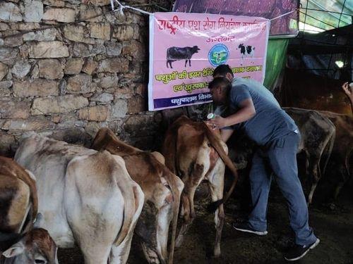 24 homeless animals vaccinated against FMD disease