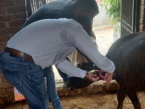 vaccinated on animals to control disease