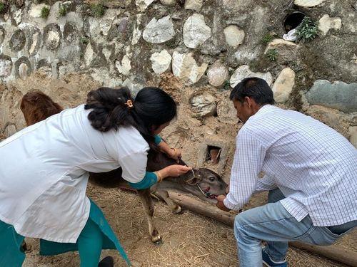 FMD installed on 32 cows immunization vaccine 