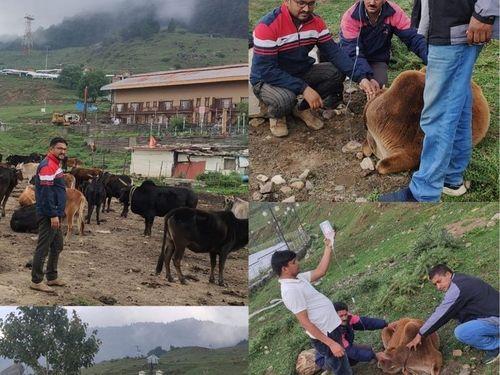 Health tests of stray animals done by the Animal Husbandry Department