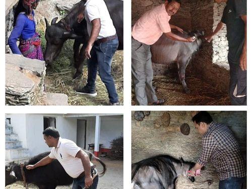FMD vaccination is done in all blocks of Tehri Garhwal. 