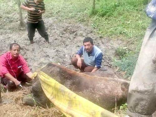 NDRF team becomes a support for cow