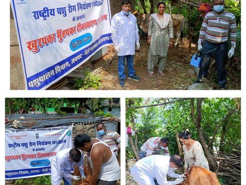 Foot and mouth vaccination work done under the NDCP program