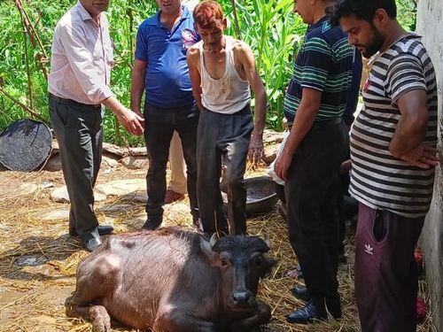 Buffalo and its child were rescued by the team of police and revenue department