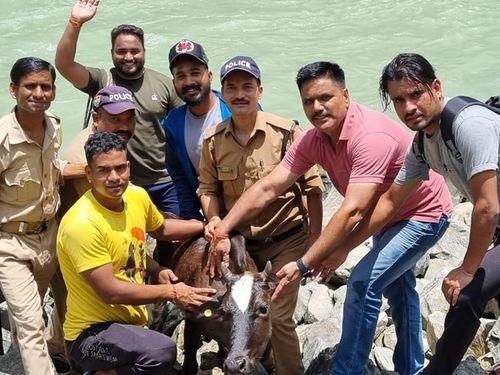 Tehri police rescued the cow trapped on the river bank by crossing the river
