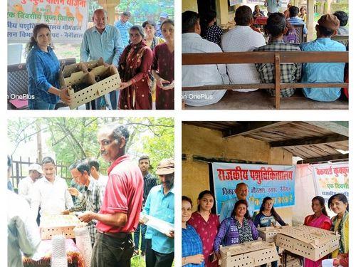 50 chicks were distributed per beneficiary under the poultry farming scheme