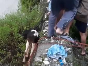 SDRF team rescued the cow's calf trapped on the banks of the river