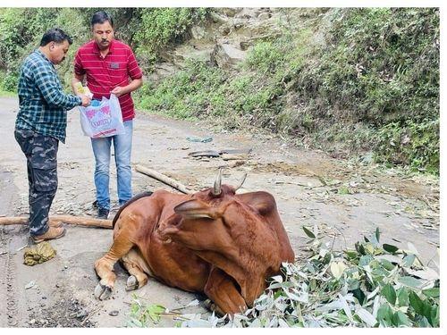 Treatment given to injured cows