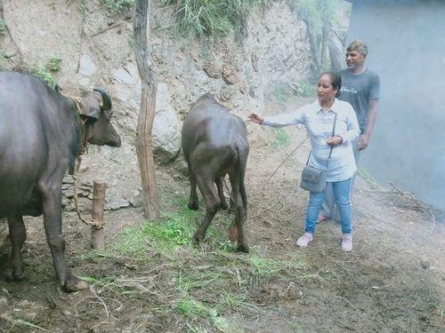 FMD vaccination was done in animals in villages Pokhari and Padiyar