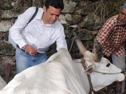 The vaccine is being vaccinated in animals by the FMDCP vaccination campaign