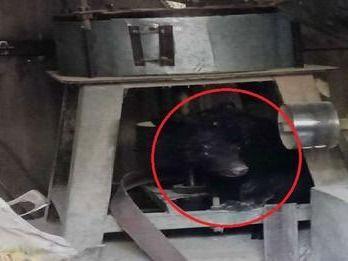 Bear entered the mill shop in Chamoli district