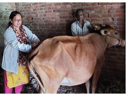 In the area of development block, vaccination was done on the animals.