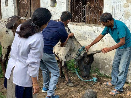 Vaccination has been done on animals in villages Dobra and Balma