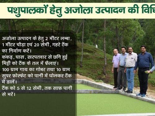 Azolla is being produced for Badri cow in Narialgaon