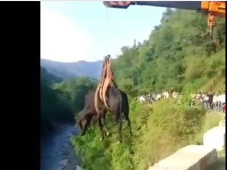 Uttarakhand Police also support the voiceless