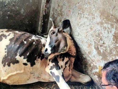 Treatment given to injured cow by veterinarians