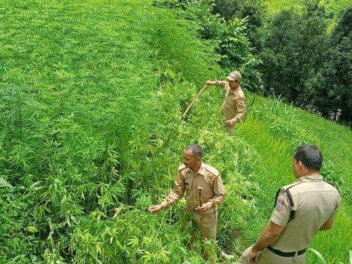 Continuous action against intoxicants of Bageshwar police 