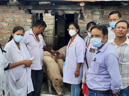 Information is given to the animal husbandry regarding swine fever