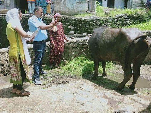 Vaccination was done on animals in the village Badon Kirtinagar