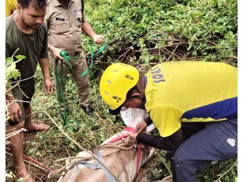 Uttarakhand Police successfully rescued two cows trapped in the hill