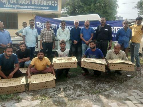 Poultry was distributed to 80 scheduled caste families