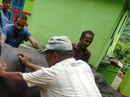 Victim buffalo was successfully treated