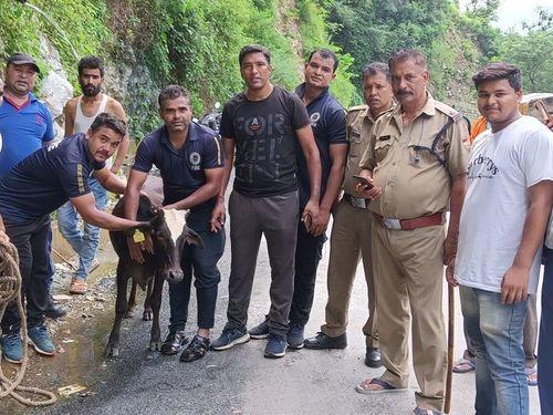Friend police became angels for the helpless cow trapped on the island