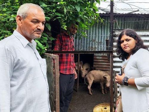 Health checkup of pigs was done by veterinary officer
