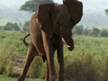 Elephant terror in Uttarakhand's Khatima