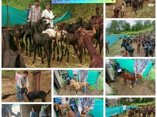 Information is given to livestock owners about livestock insurance by visiting the area in the village of Chhana Golu