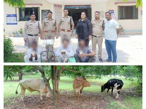 Accused arrested with three live cattle, beef, cow slaughter equipment and cash