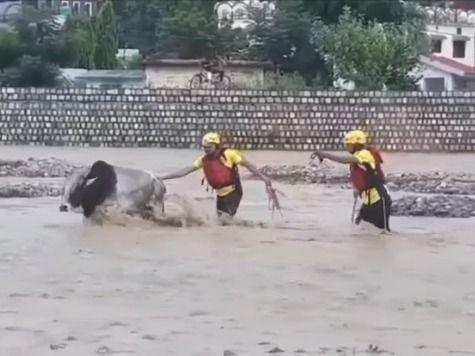 All the cows trapped in the overflowing river were rescued by the Uttarakhand Police