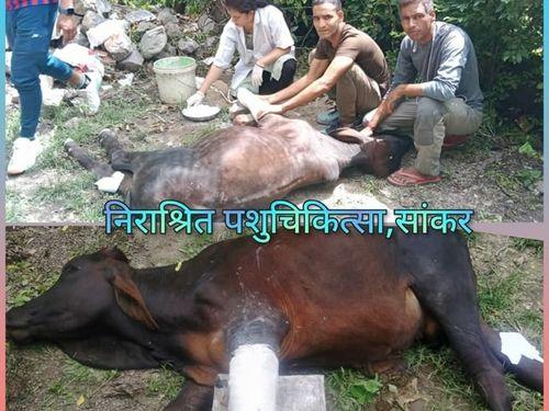 Treatment given to the destitute injured bull by the veterinary officer