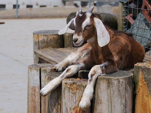 47 goats died due to scorching in Chamoli district