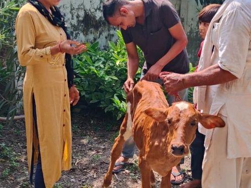 LSD vaccination was done on animals in Hajjarpur village of Haridwar district.