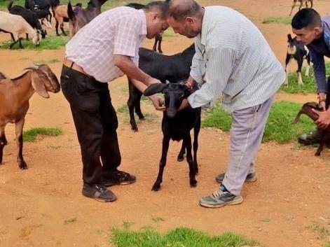 280 goats were vaccinated to prevent PPR disease