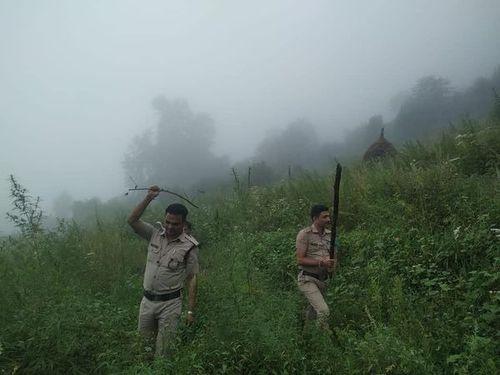 Cannabis cultivation destroyed by police