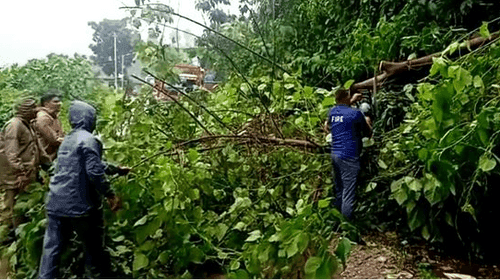 The police made the traffic system smooth by removing the fallen tree on the road