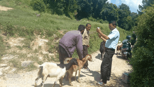 Livestock insurance and KCC camp organized in Gram Panchayat Suwakot