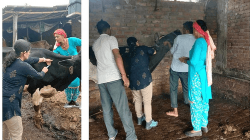Treatment of 148 animals by Sachal veterinary officer