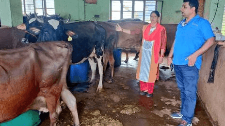 Cattle Pox Vaccine Vaccinated to Protect Animals from LSD Disease