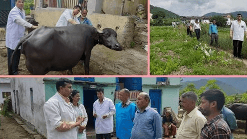 Vaccination done in animals to prevent lumpy skin disease
