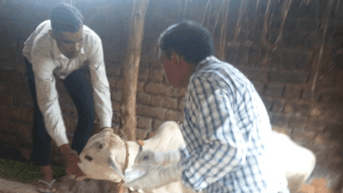 Vaccination was done in animals for the prevention of lumpy skin disease.