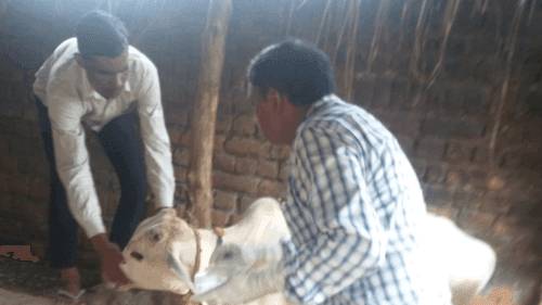 Vaccination was done in animals for the prevention of lumpy skin disease.