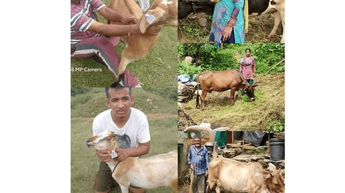 47 goats and 3 cows were insured under the livestock scheme