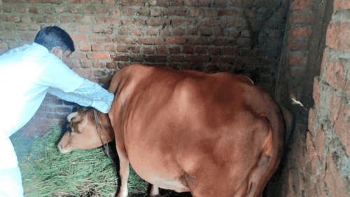 Got Pox Vaccination in Animals by Veterinarians